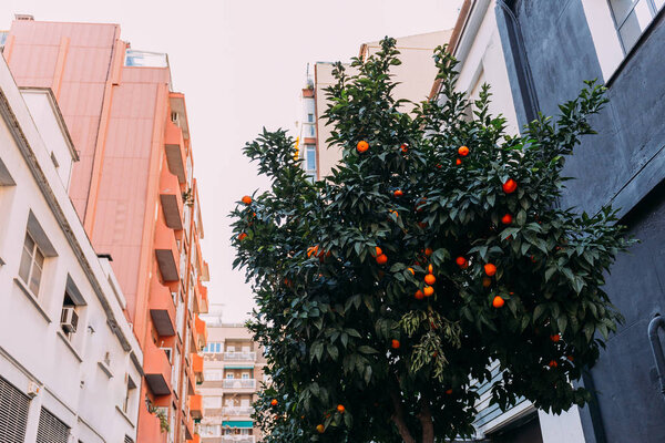 urban scene with orange tree and multicolored houses, barcelona, spain