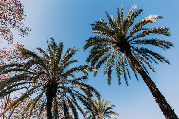 tall lush palm trees on blue sky background, barcelona, spain