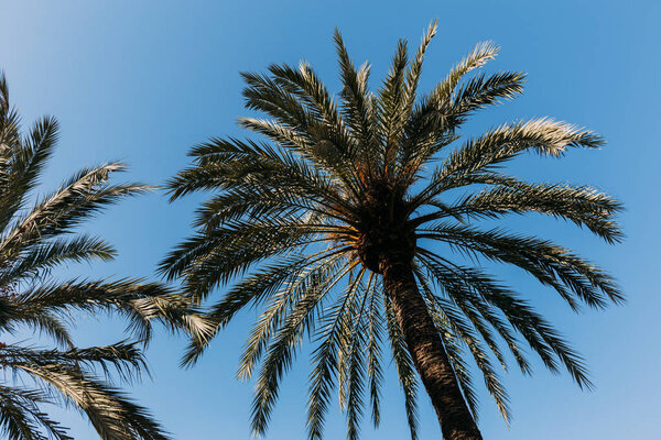 tall straight green palm trees on blue sky background, barcelona, spain