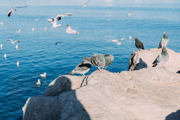 selective focus of pigeons sitting on coast rocks and seagulls flying over sea, barcelona, spain