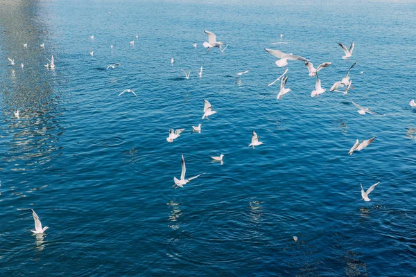 Gaviotas Blancas Volando Sobre Tranquilo Mar Azul Barcelona España —  Fotos de Stock