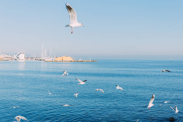 BARCELONA, SPAIN - DECEMBER 28, 2018: white seagulls flying over blue sea
