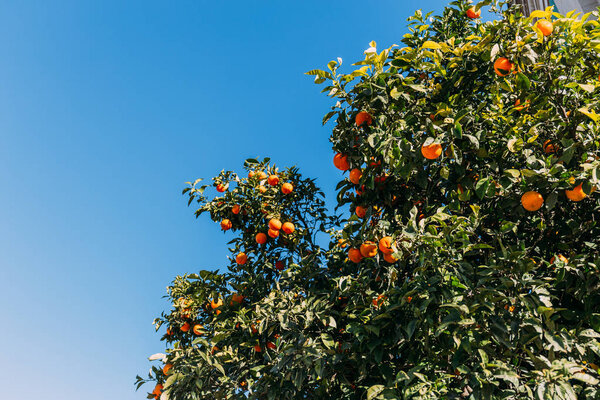 green orange trees with oranges on clear blue sky background, barcelona, spain