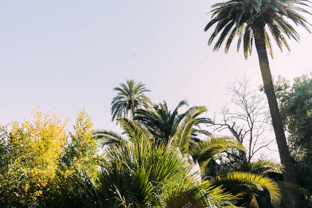 trees and bushes on blue sky background in parc de la ciutadella, barcelona, spain