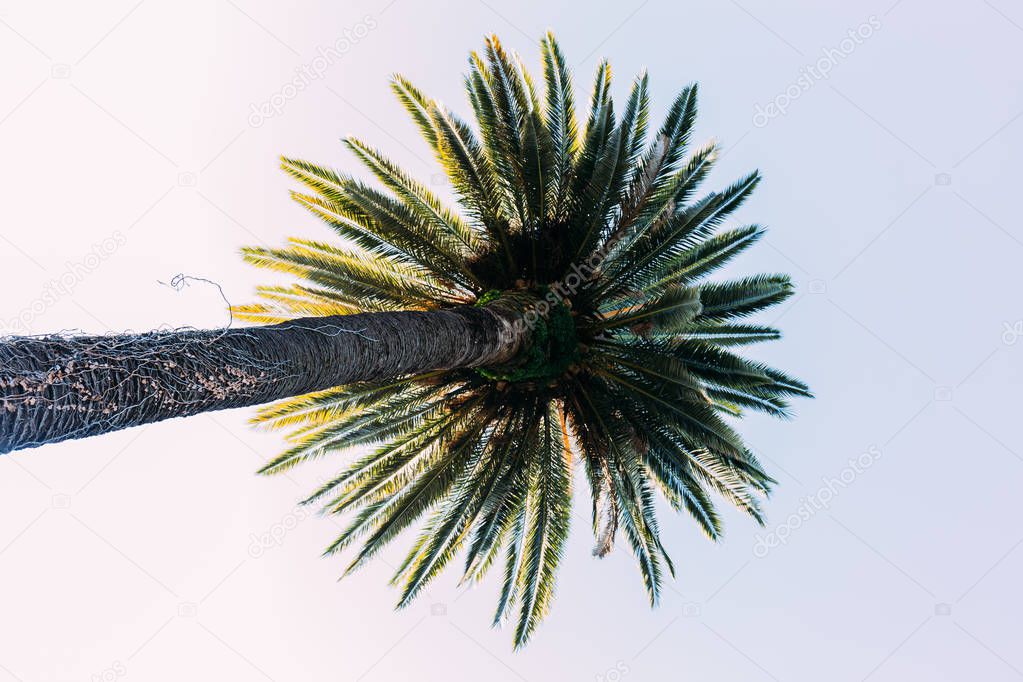 tall straight palm tree on blue sky background, barcelona, spain