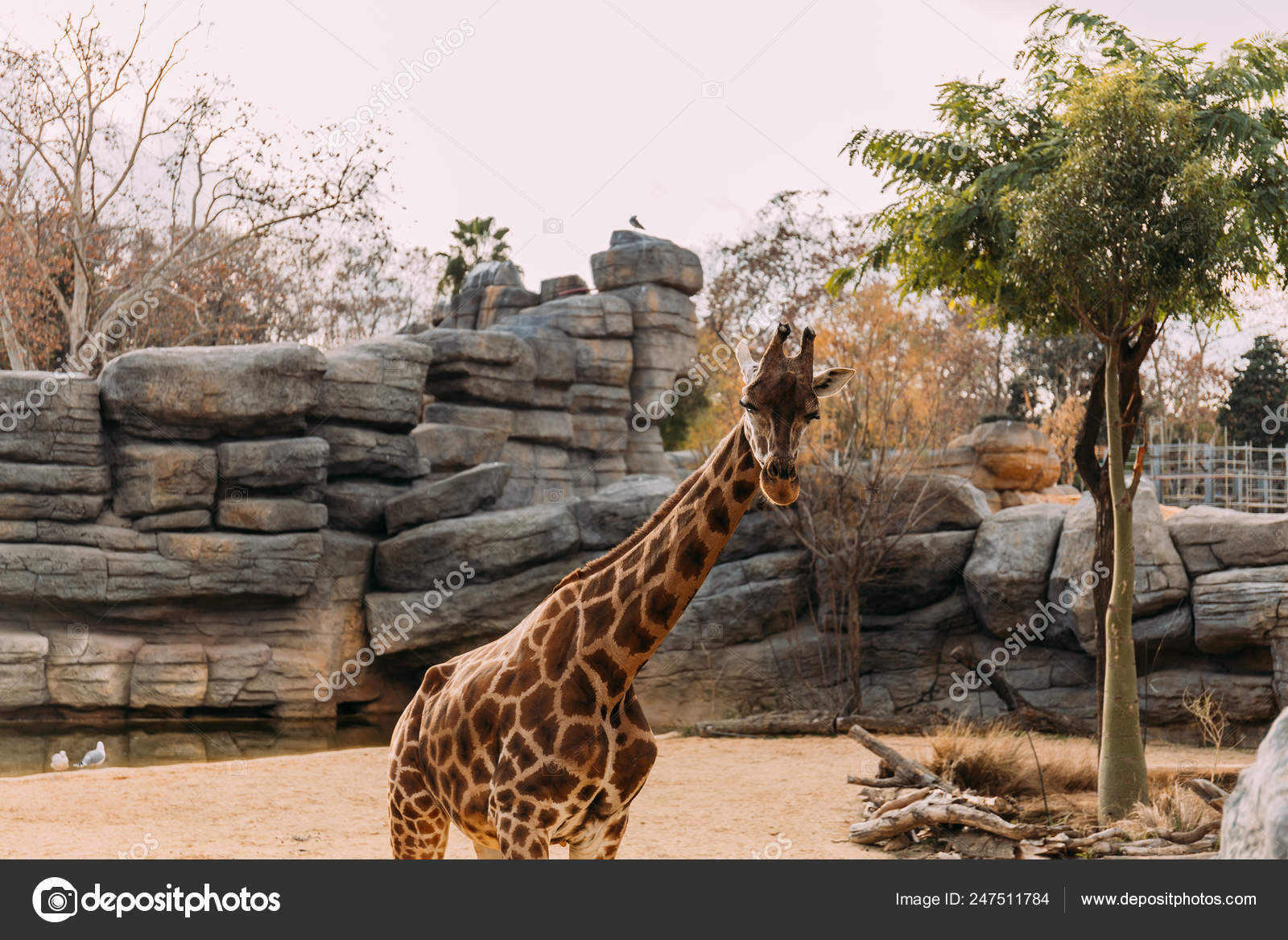 動物園写真素材 ロイヤリティフリー動物園画像 Depositphotos