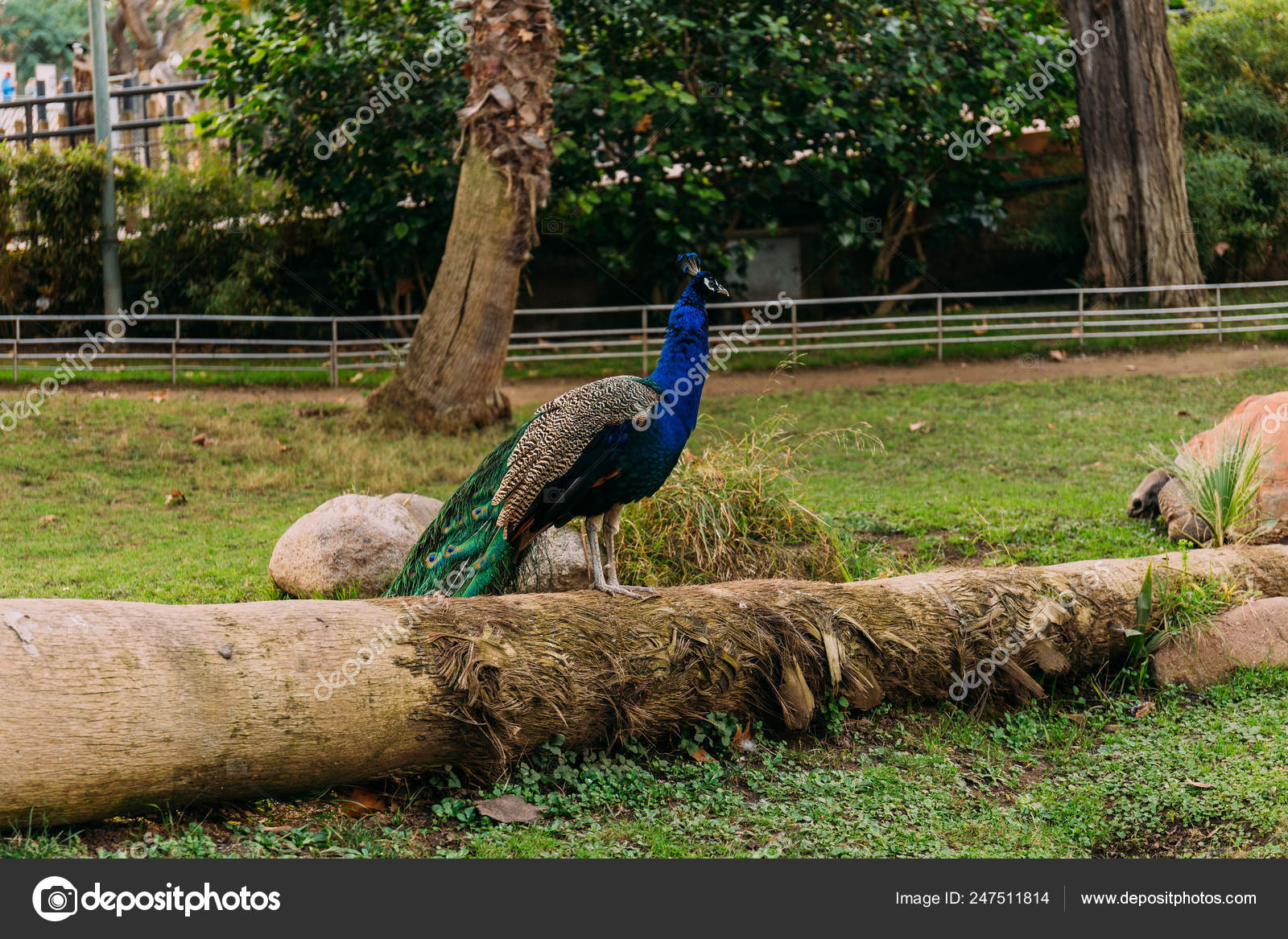 動物園写真素材 ロイヤリティフリー動物園画像 Depositphotos 動物園写真素材 ロイヤリティフリー動物園画像 Depositphotos