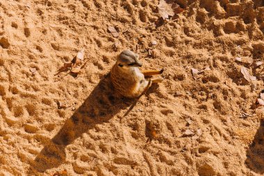 funny suricate sitting on sand on sunlight in zoo, barcelona, spain clipart