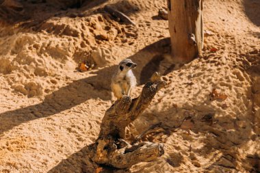 komik suricate zooloji Parkı, barcelona, İspanya