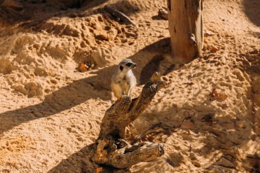 funny suricate in zoological park, barcelona, spain clipart