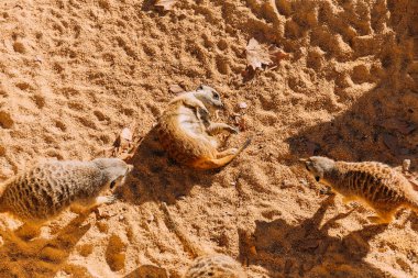 funny suricates lazing on warn sand in zoo, barcelona, spain clipart