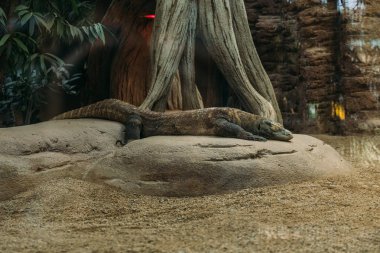 taş terrarium, barcelona, İspanya yatan varan