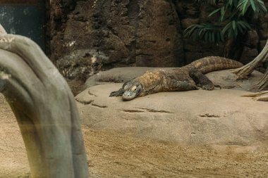 varan lizard lying on stone in zoo, barcelona, spain clipart