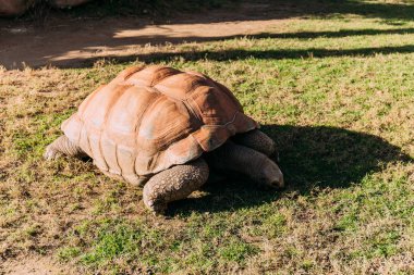 Dev kaplumbağa çim yeme zooloji Parkı, barcelona, İspanya