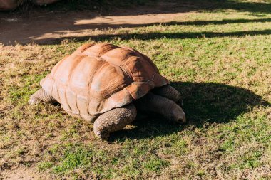 giant turtle eating grass in zoological park, barcelona, spain clipart