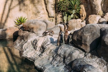 pinguins buzlu güneş ışığı hayvan Park, barcelona, İspanya