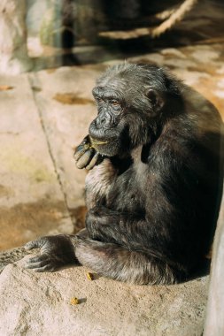 funny chimp sitting on stone in zoological park, barcelona, spain clipart