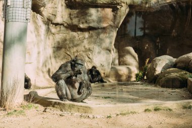 chimpanzees sitting on sun in zoological park, barcelona, spain clipart
