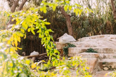 pelican bird sitting on rocks in zoological park, barcelona, spain clipart