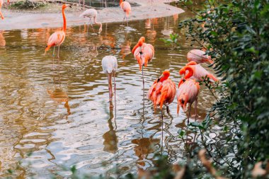 Zooloji Parkı, barcelona, İspanya havuzda yürüyüş flamingolar sürü
