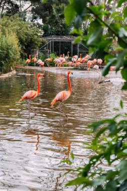 couple of beautiful pink flamingo staying in zoo pond and group of flamingos on shore, barcelona, spain clipart