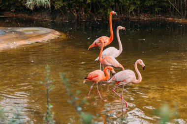 flamingos walking in pond in zoological park, barcelona, spain clipart