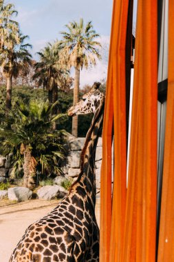 funny giraffe in zoological park, barcelona, spain clipart