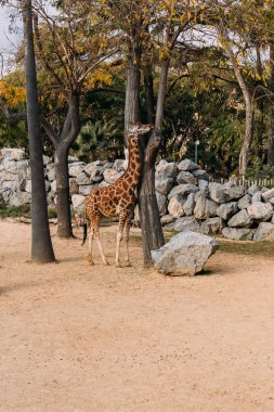 giraffe walking between trees in zoological park, barcelona, spain clipart