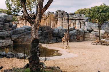 funny giraff walking near pond in zoological park, barcelona, spain clipart