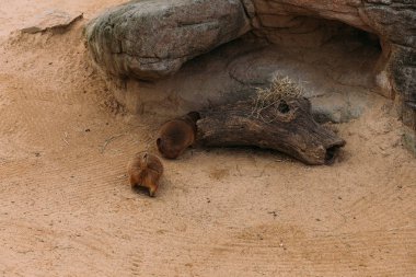 birkaç komik mormots zooloji Parkı, barcelona, İspanya