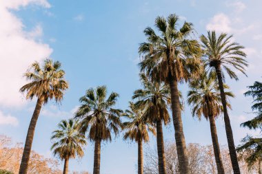 Uzun düz palmiye ağaçlarının mavi gökyüzü arka plan, barcelona, İspanya