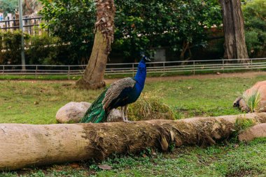 beautiful peafowl on tree trunk in zoological park, barcelona, spain clipart