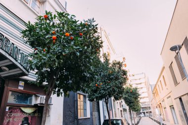 BARCELONA, SPAIN - DECEMBER 28, 2018: cozy narrow street with multicolored houses and orange trees clipart