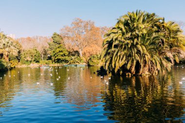 scenic view of lake with lush palm trees in parc de la ciutadella, barcelona, spain clipart