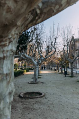 BARCELONA, SPAIN - DECEMBER 28, 2018: selective focus of plane-trees on wide alley clipart