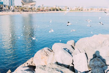 kayalar sahil ve deniz su, barcelona, İspanya uçan martılar ile sakin
