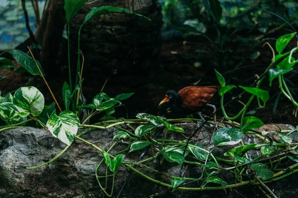 Trooppinen Lintu Liana Kasvi Eläintarhassa Barcelonassa Espanja — kuvapankkivalokuva
