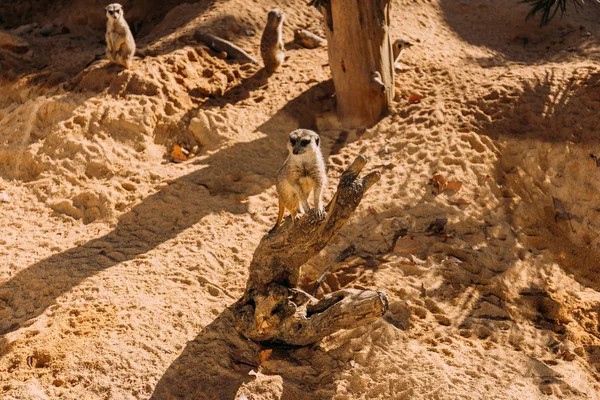 Couple Suricates Drôles Dans Parc Zoologique Barcelone Espagne — Photo