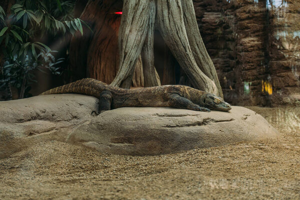 varan lying on stone in terrarium, barcelona, spain