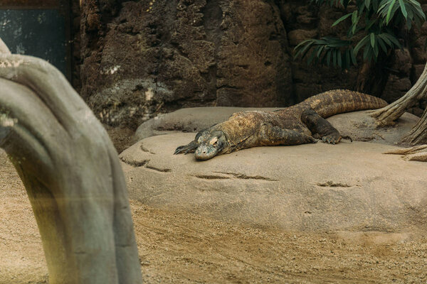 varan lizard lying on stone in zoo, barcelona, spain