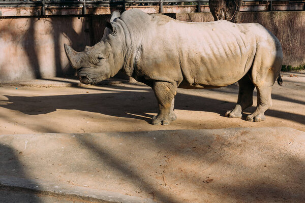Rino Gris Parque Zoológico Barcelona España — Foto de Stock
