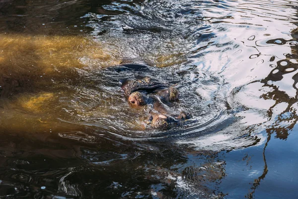 Nilpferd Schwimmt Zooweiher Barcelona Spanien — Stockfoto