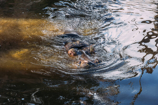 бегемот плавает в зоопарке пруд, Барселона, Испания
