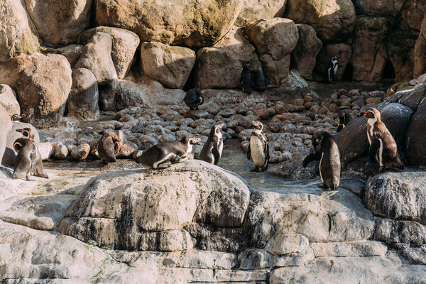 group of pinguins on rocks in zoological park, barcelona, spain