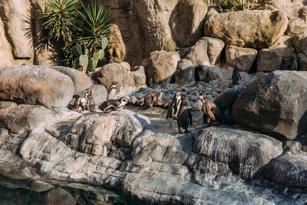 group of pinguins lazing on rocks in zoo, barcelona, spain