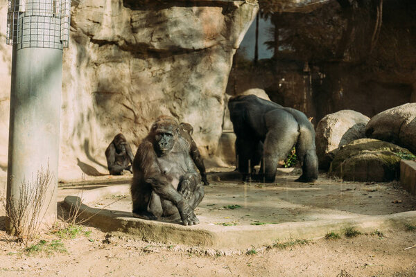 chimpanzees and gorilla in zoological park, barcelona, spain
