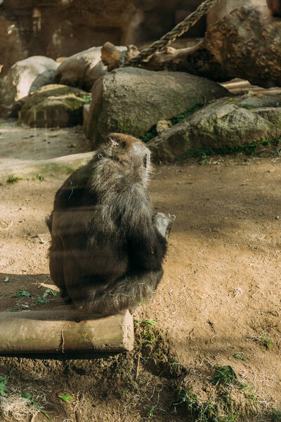 вид сзади шимпанзе, сидящего на стволе дерева в зоопарке, Барселона, Испания
