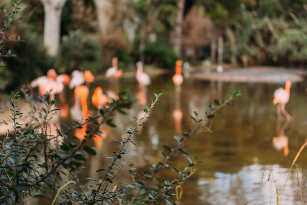 selective focus of green plant on blurred background with pink flamingos, barcelona, spain