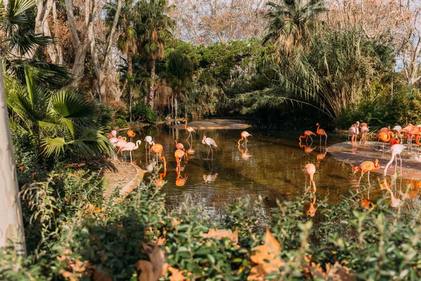 Flamingos Caminhando Lagoa Zoológico Rodeado Plantas Exuberantes Barcelona Espanha — Fotografia de Stock