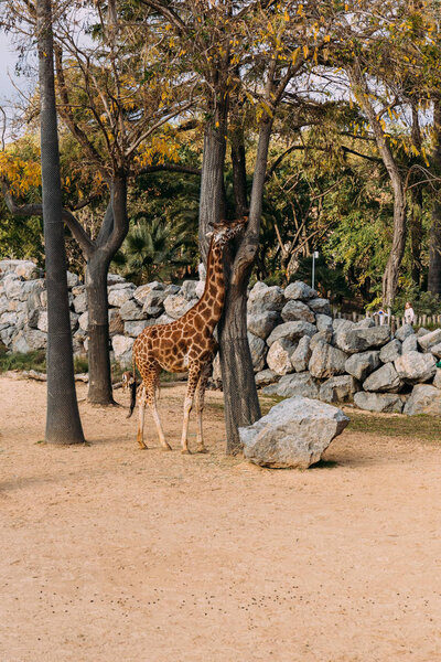 funny giraffe walking between trees in zoological park, barcelona, spain